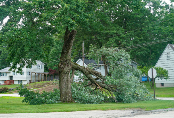 Best Emergency Storm Tree Removal  in Bernalillo, NM